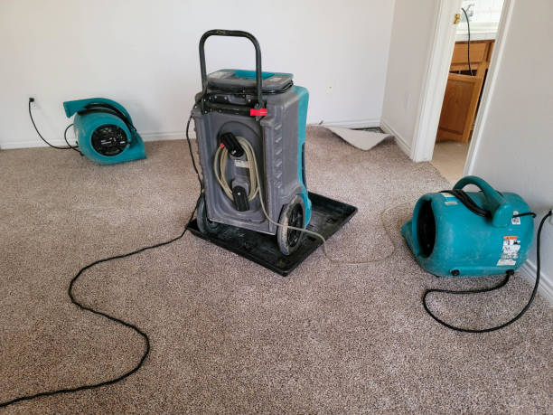 Best Mold removal after water damage  in Roanoke Rapids, NC
