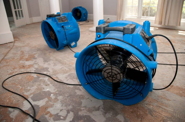 Best Professional water damage repair  in Roanoke Rapids, NC