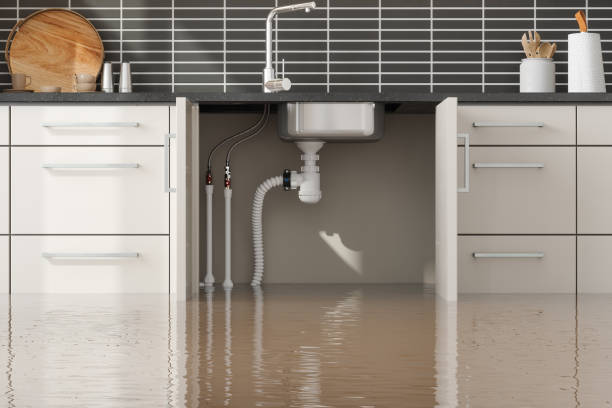 Best Mold removal after water damage  in Roanoke Rapids, NC