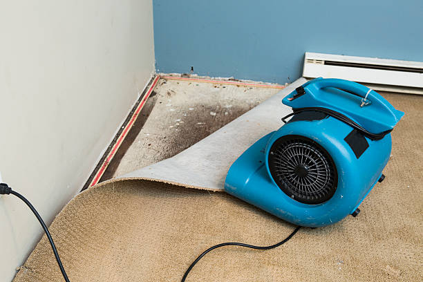 Best Local water damage restoration  in Roanoke Rapids, NC